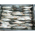 all types of price sea frozen fish seafood with bqf freezing process sardine